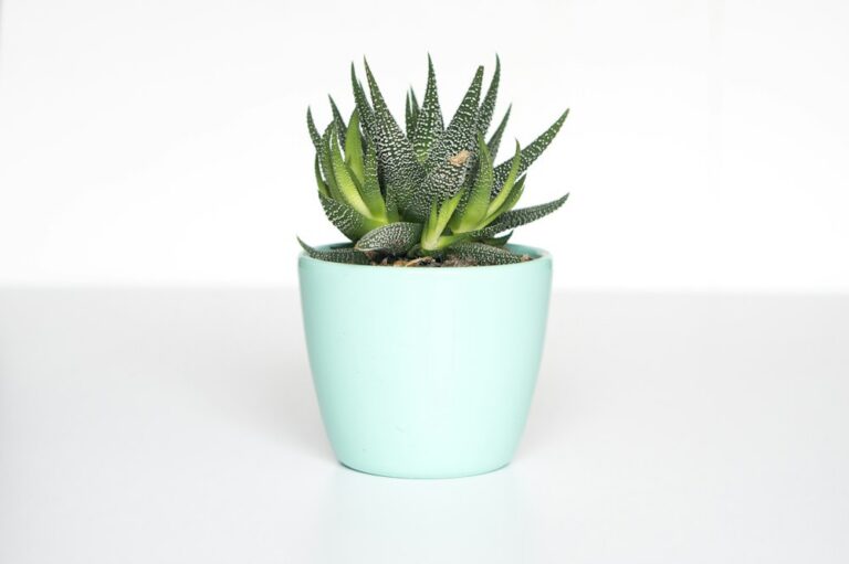 Living Green: How Biophilic Plant Curation Elevates Interior Air & Mood